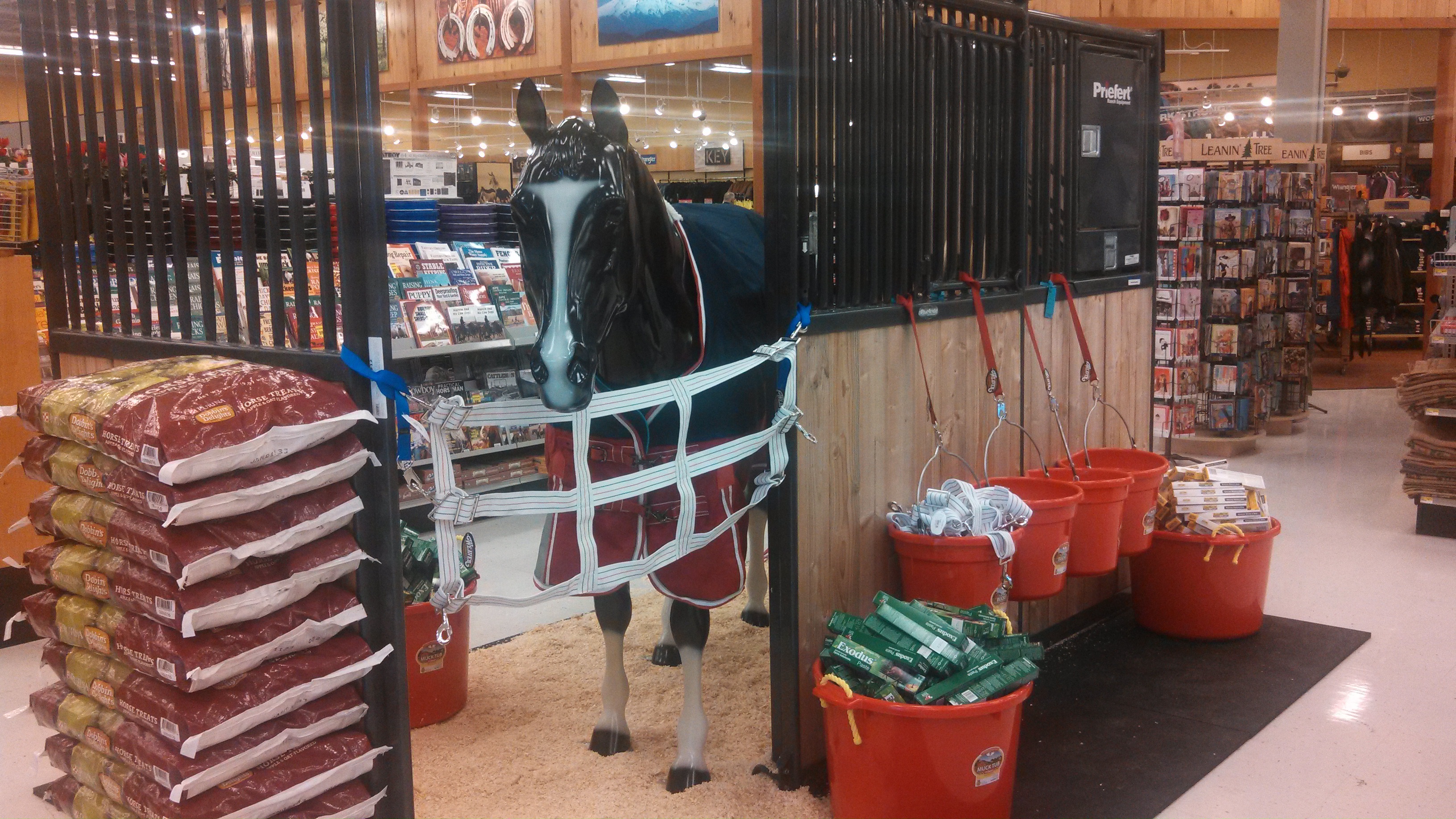 Indoor Equine Display